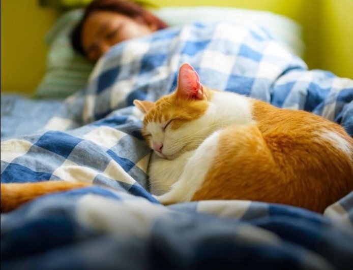 Hier sind 8 Schlafpositionen für Katzen und ihre Bedeutungen